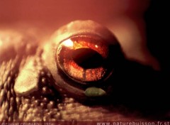 Wallpapers Animals Oeil de crapaud