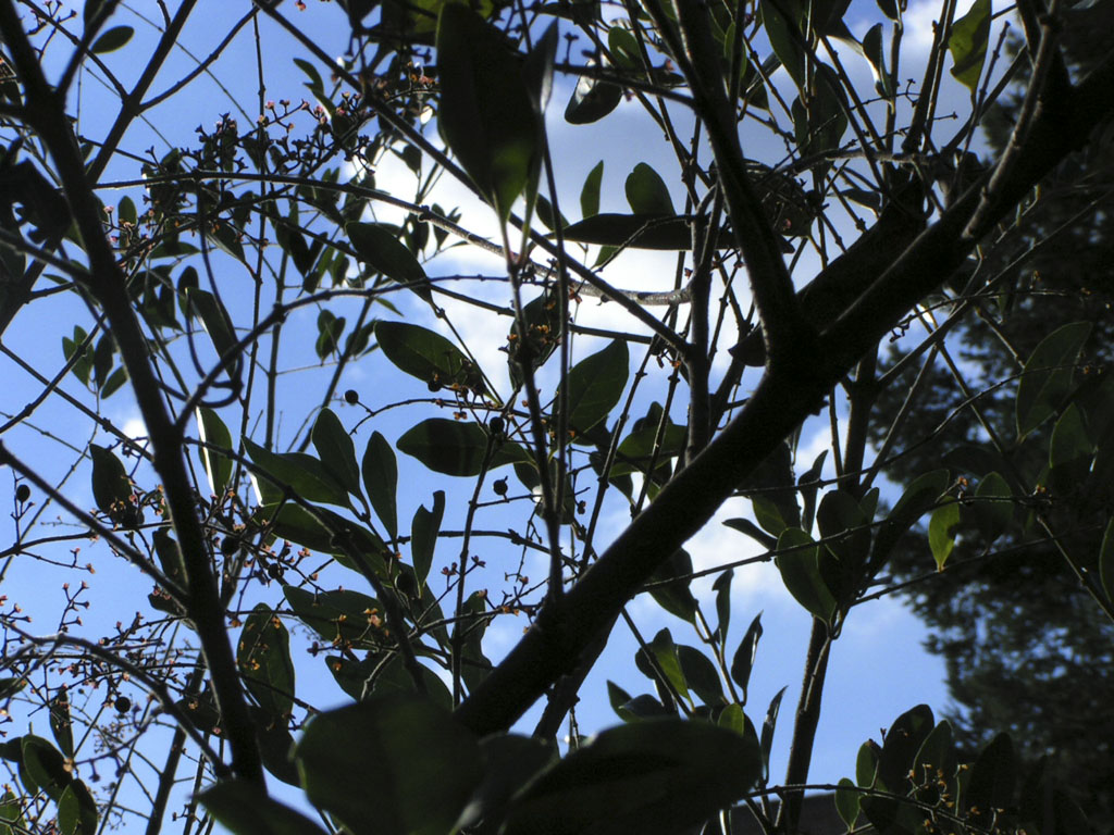 Fonds d'cran Nature Arbres - Forts Le ciel  travers un trone