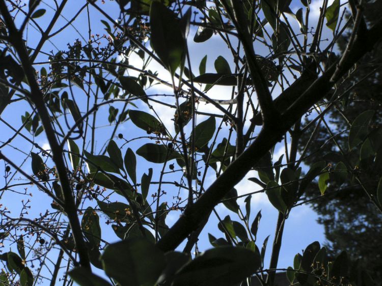 Fonds d'cran Nature Arbres - Forts Le ciel  travers un trone