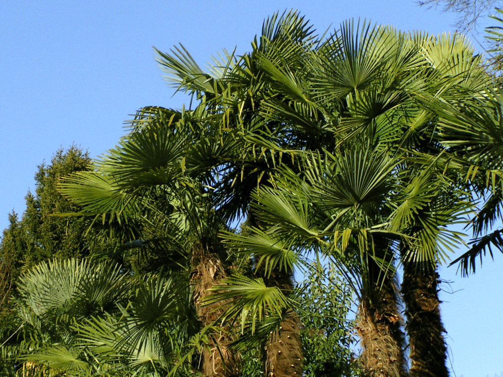 Fonds d'cran Nature Arbres - Forts Quelques palmiers