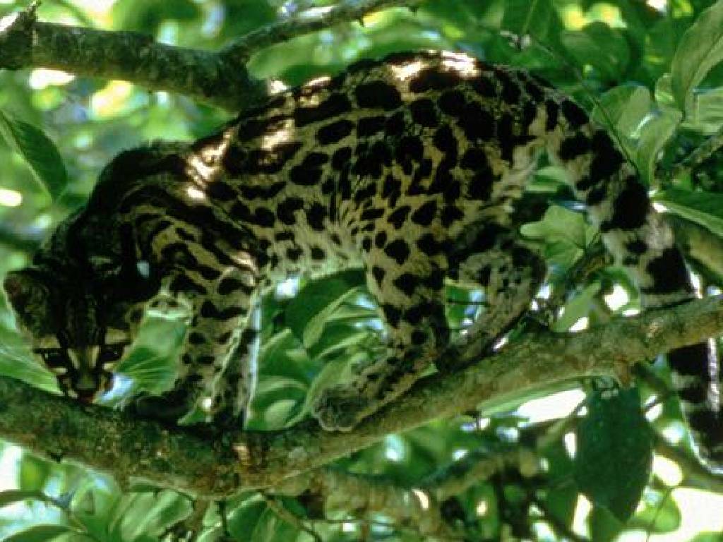 Fonds d'cran Animaux Flins - Ocelots, Margays et Oncilles 