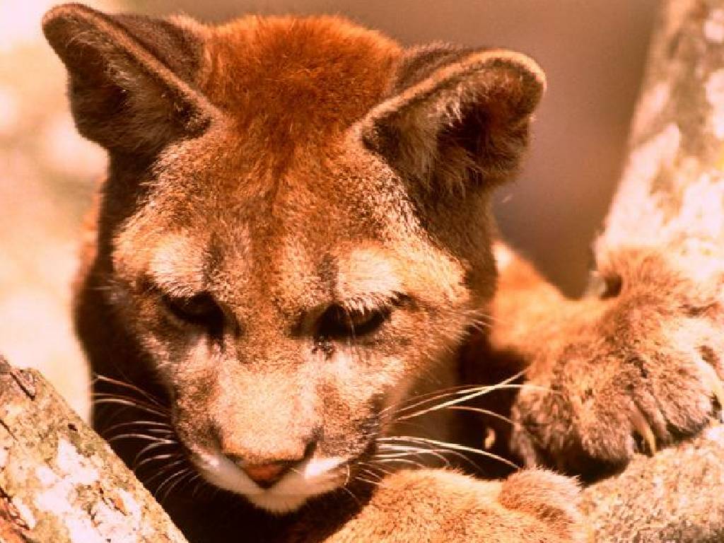 Wallpapers Animals Felines - Pumas 