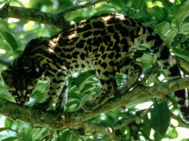 Fonds d'cran Animaux Flins - Ocelots, Margays et Oncilles Wallpaper N9530