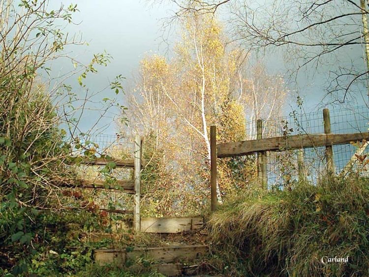 Fonds d'cran Nature Arbres - Forts Ciel de novembre