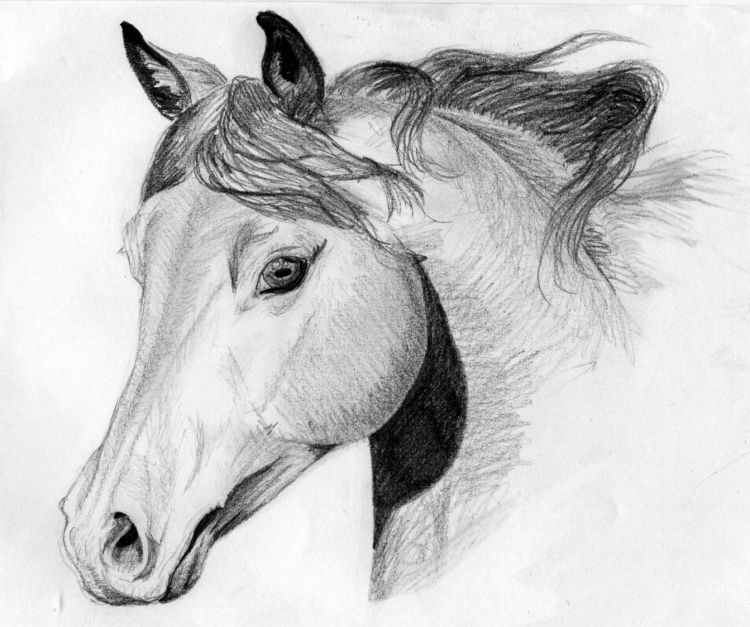 Fonds d'cran Art - Crayon Animaux - Chevaux Un autre cheval