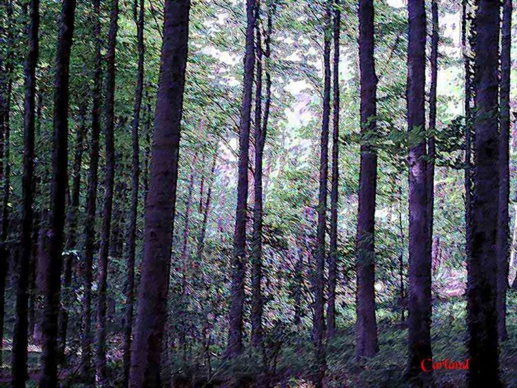 Wallpapers Nature Trees - Forests Les colonnes du ciel