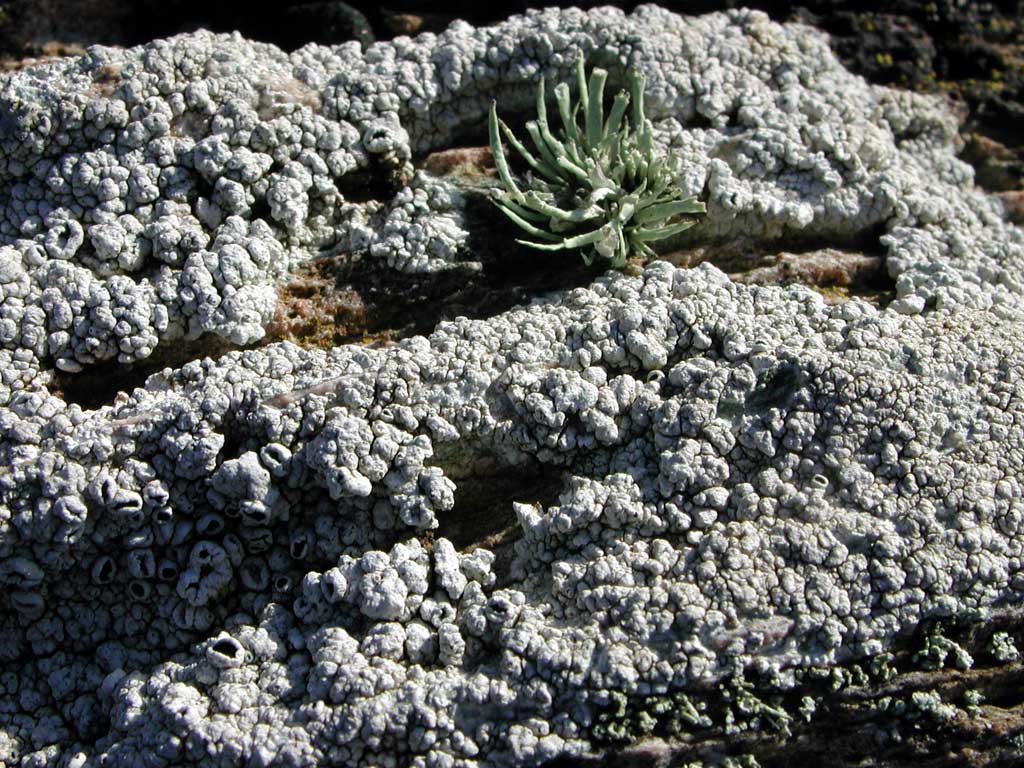 Fonds d'cran Nature Champignons lichens