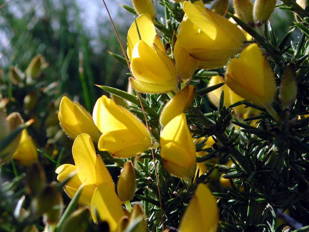 Fonds d'cran Nature Fleurs ajonc