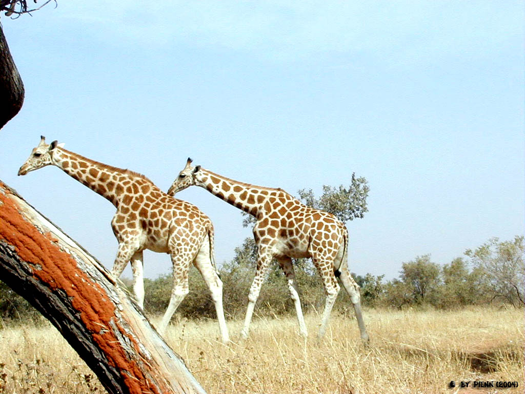 Fonds d'cran Animaux Girafes Quand les giraffes courbent dans le sens du bois !