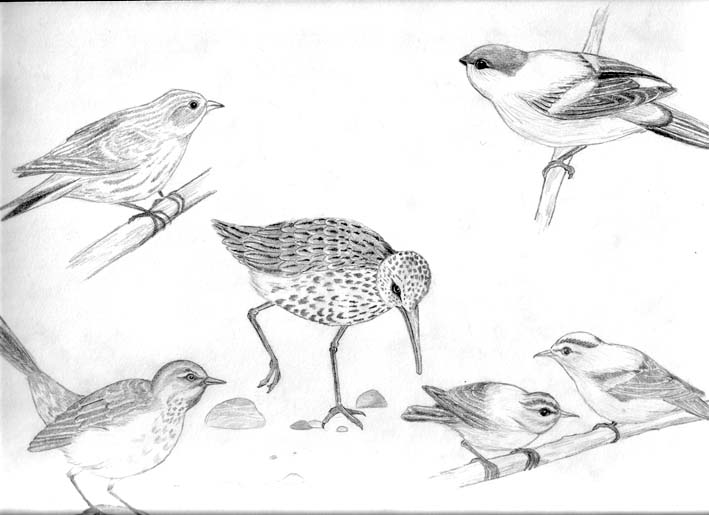 Wallpapers Art - Pencil Animals - Birds - Raptors Oiseaux