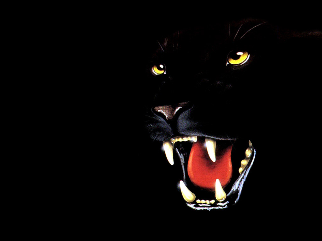 Wallpapers Animals Felines - Black panthers grrrrr...