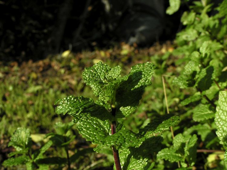 Fonds d'cran Nature Plantes - Arbustes Feuille de menthe