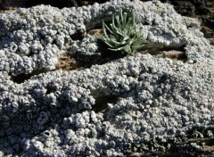 Fonds d'cran Nature lichens