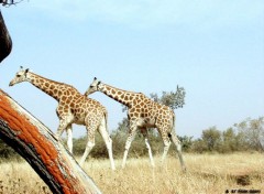 Fonds d'cran Animaux Quand les giraffes courbent dans le sens du bois !