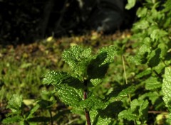 Fonds d'cran Nature Feuille de menthe