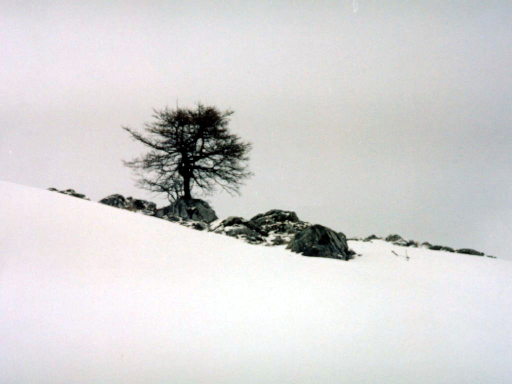 Fonds d'cran Nature Montagnes arbre dans la neige