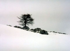 Fonds d'cran Nature arbre dans la neige