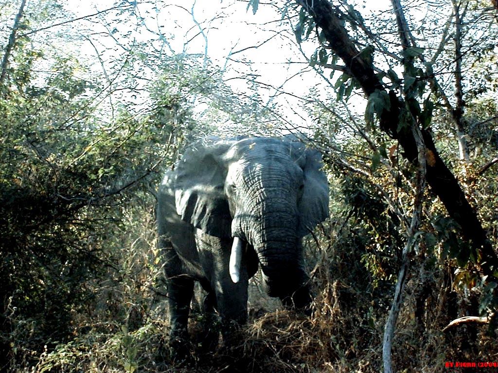 Fonds d'cran Animaux Elphants Elephant nigerien