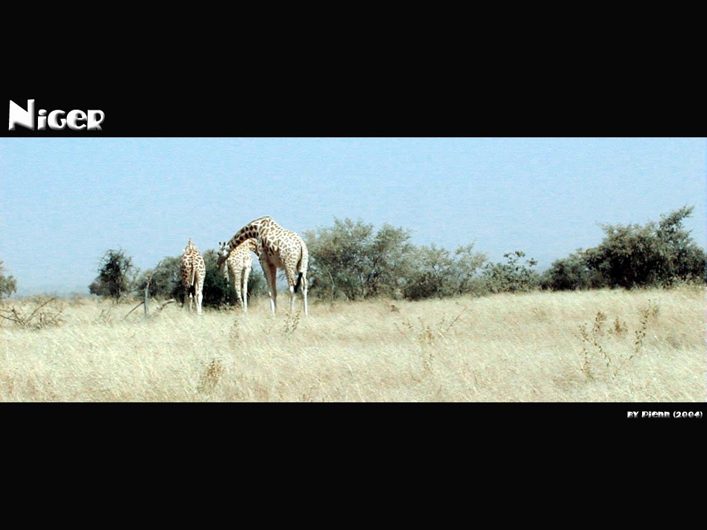 Fonds d'cran Animaux Girafes girafes Nigerienne (suite)