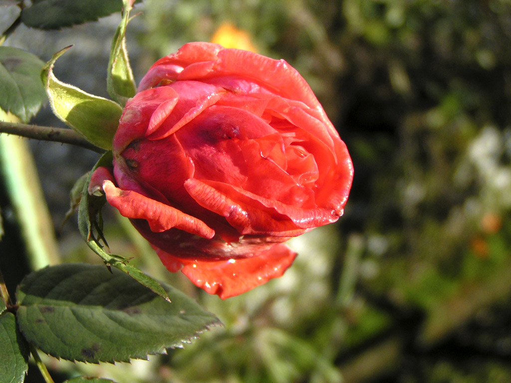 Wallpapers Nature Flowers Rose après la pluie