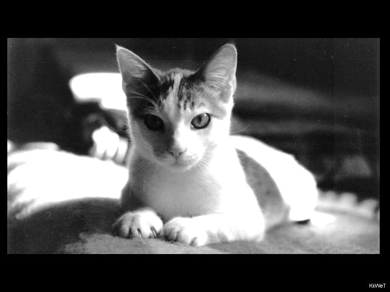 Fonds d'cran Animaux Chats - Chatons un chat