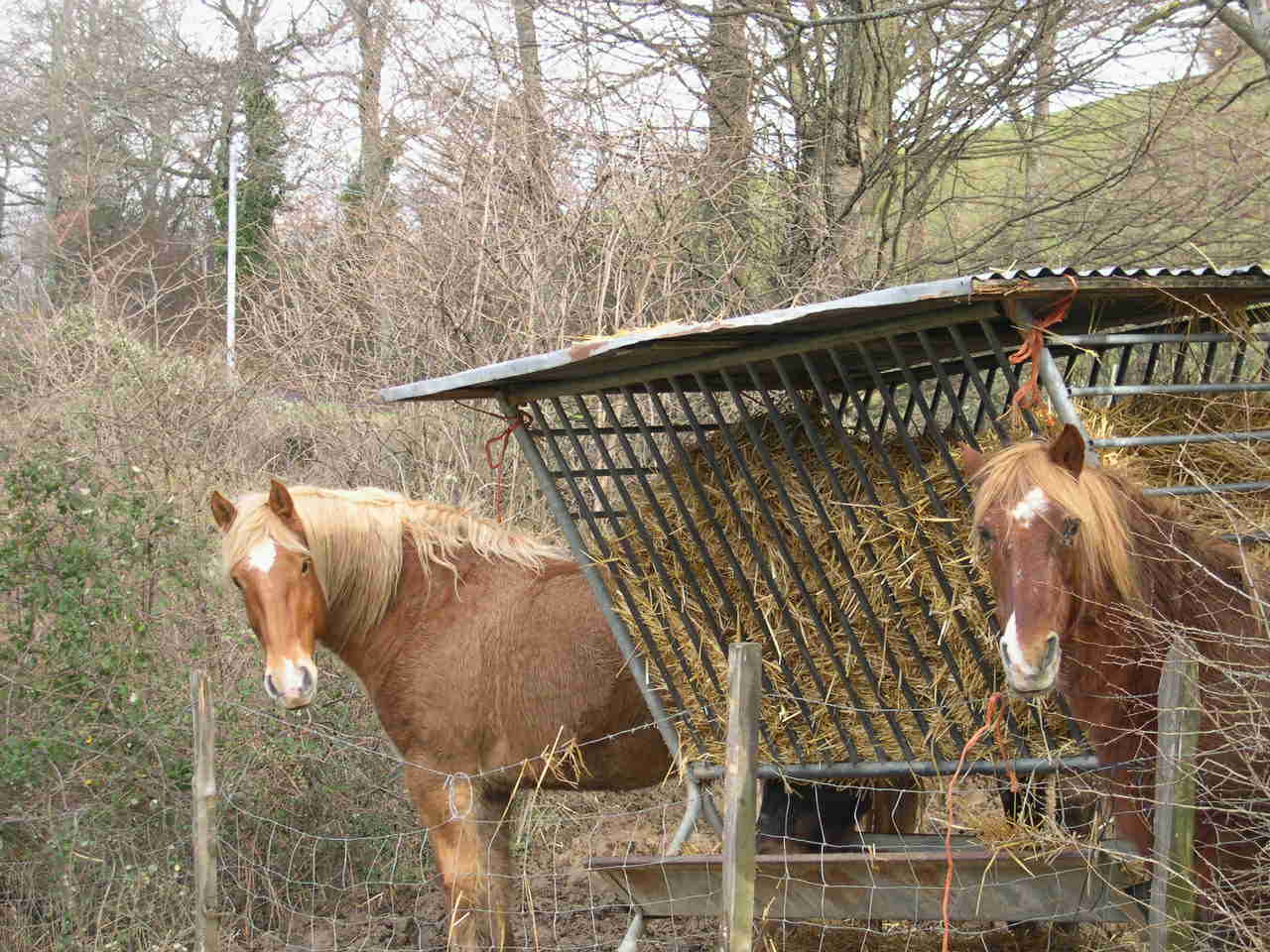 Wallpapers Animals Horses 