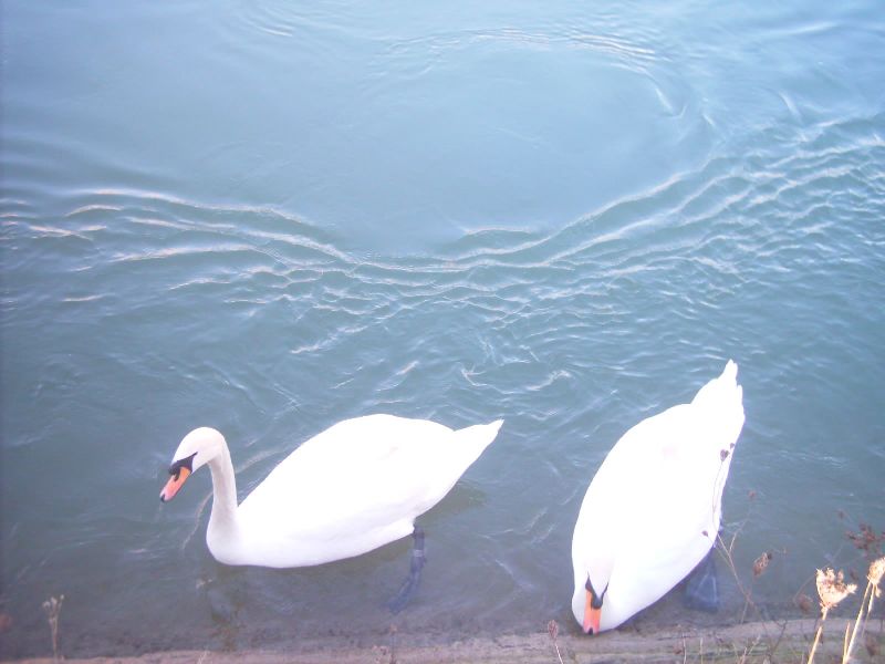 Wallpapers Animals Birds - Swans 