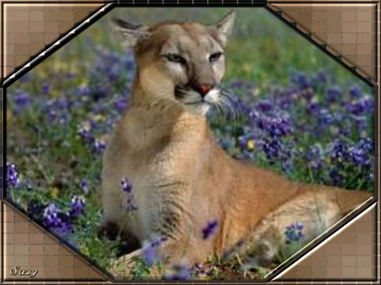 Wallpapers Animals Felines - Pumas Observation