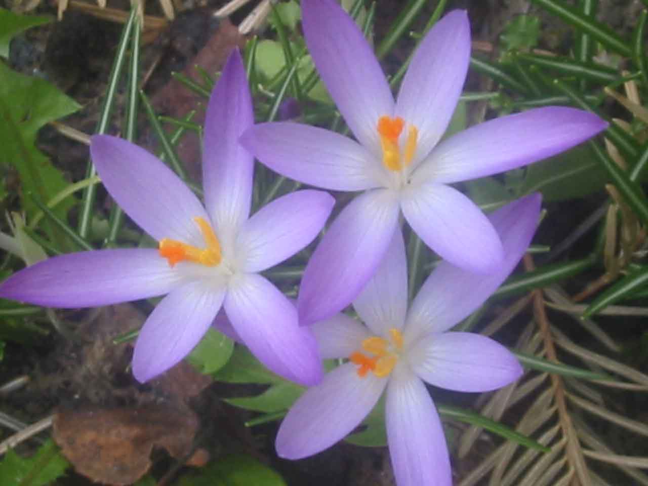 Wallpapers Nature Flowers Crocus