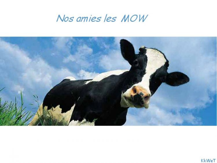 Wallpapers Animals Cows - Bulls - Beef Nos amies les mow