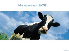 Wallpapers Animals Nos amies les mow