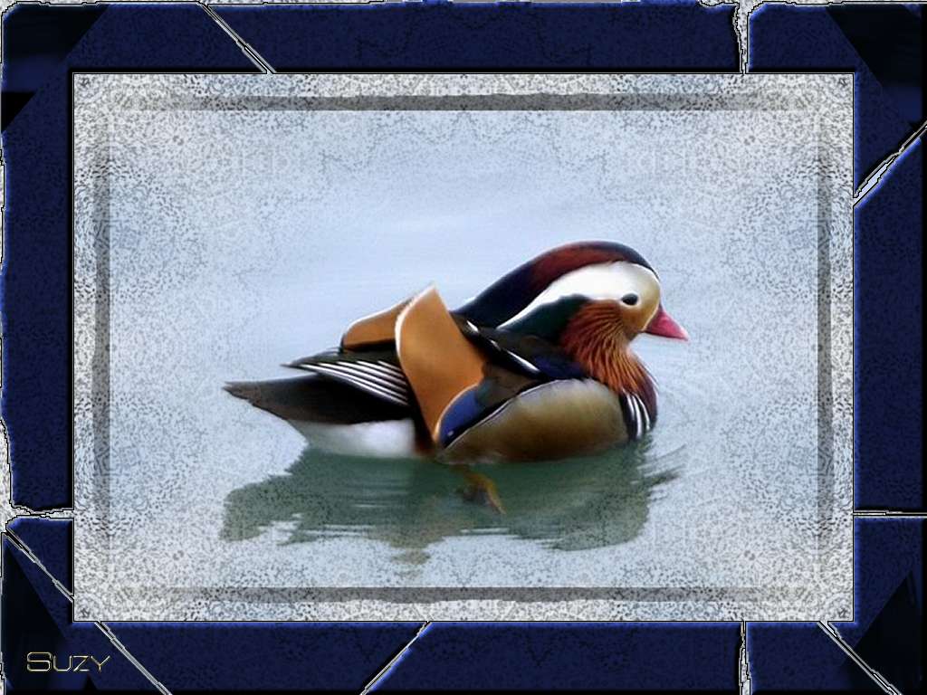 Wallpapers Animals Birds - Ducks Canard mandarin