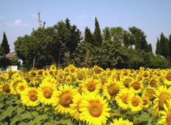 Fonds d'cran Nature champs d tournesols