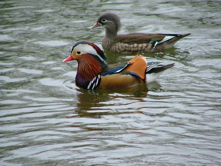 Wallpapers Animals Birds - Ducks Le mandarin et sa mandarine