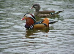 Fonds d'cran Animaux Le mandarin et sa mandarine