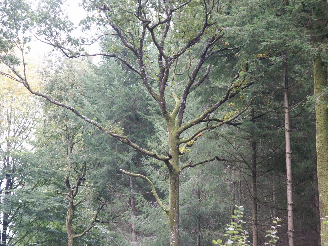 Wallpapers Nature Trees - Forests Arbre foret mayenne