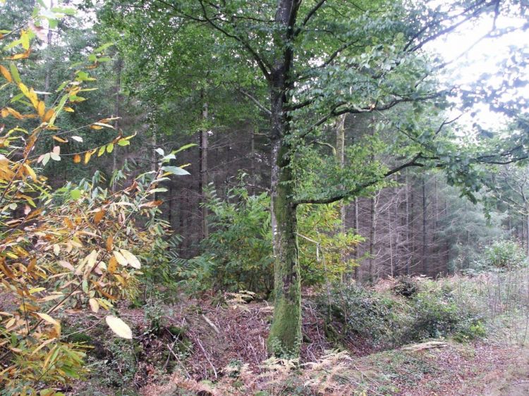 Fonds d'cran Nature Arbres - Forts Foret mayennaise 2