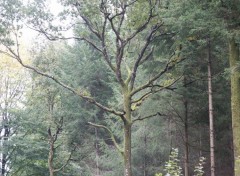 Fonds d'cran Nature Arbre foret mayenne