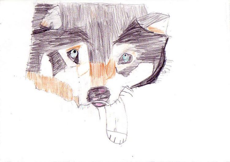 Fonds d'cran Art - Crayon Animaux - Loups Loup