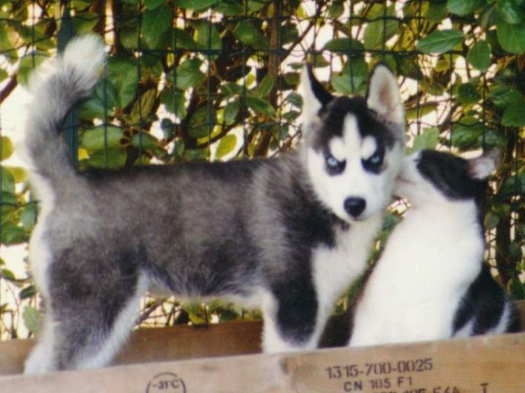 Fonds d'cran Animaux Chats - Chatons Belle & Sidony love