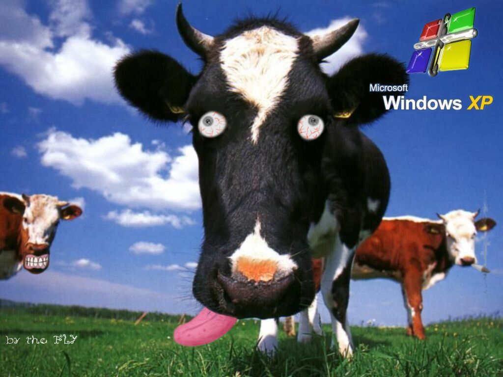 Fonds d'cran Informatique Windows XP La Vache