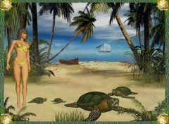 Wallpapers Animals Plage des tortues