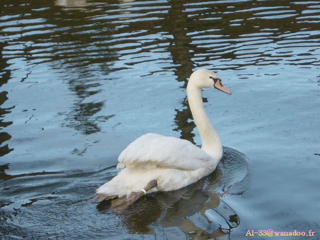 Fonds d'cran Animaux Oiseaux - Cygnes le lac du cygne