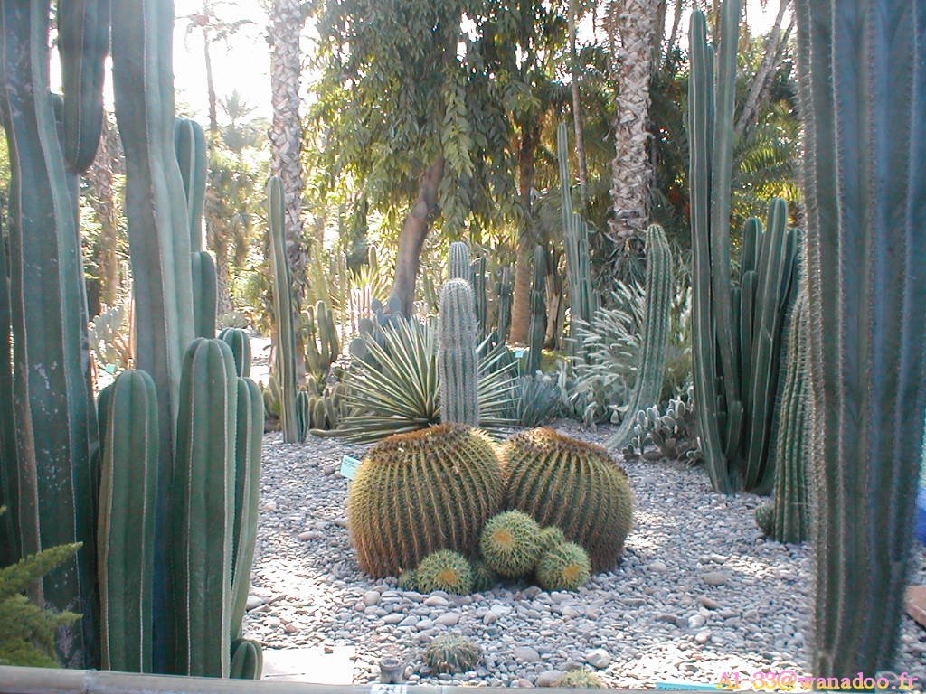 Wallpapers Nature Parks - Gardens jardins de majerelle a Marrackech