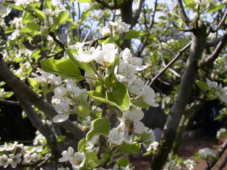 Fonds d'cran Nature Arbres - Forts poirier