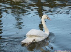 Wallpapers Animals le lac du cygne