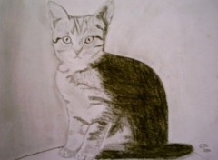 Fonds d'cran Art - Crayon P'tit chaton