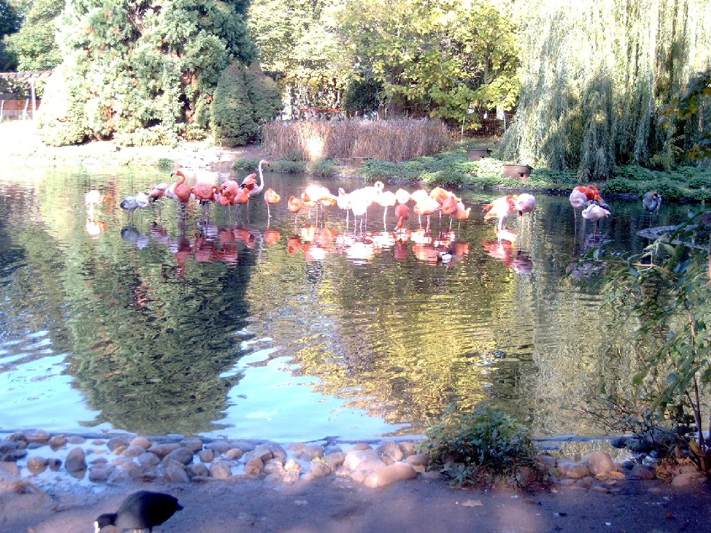 Fonds d'cran Animaux Oiseaux - Flamands roses Flamingo