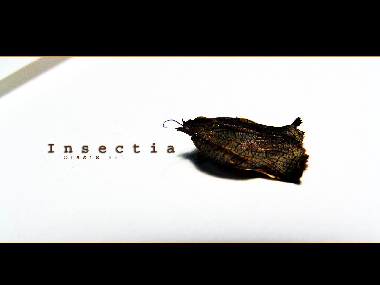 Wallpapers Digital Art Compositions 2D Insectia