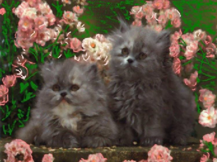 Fonds d'cran Animaux Chats - Chatons Wallpaper N9586